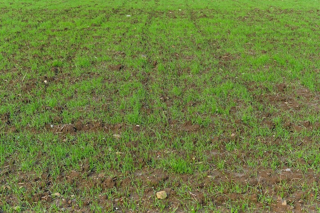 Free Photo green field on an ecofarm with young sprouts of wheat or cereal crops background selective focus