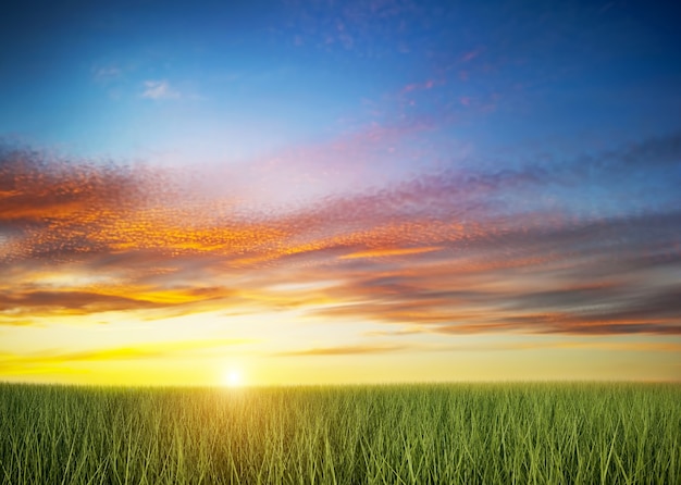 Green field at sunset