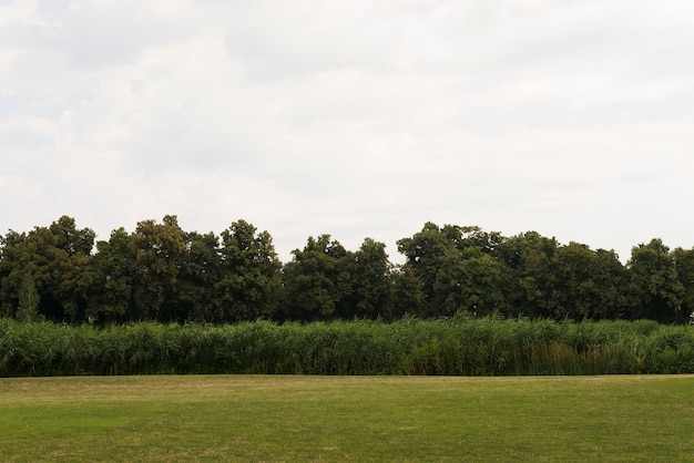 Green field with young tree forest