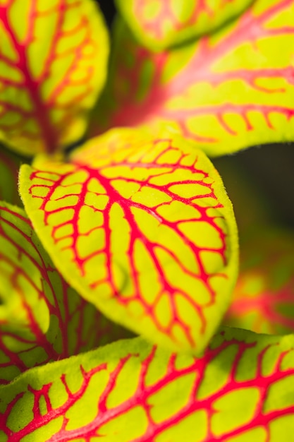 Free Photo green foliage with red pattern