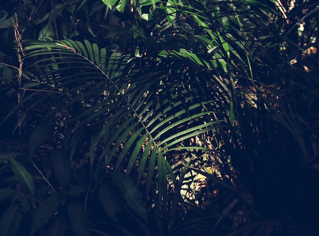 Free photo green forest jungle with palm leaves