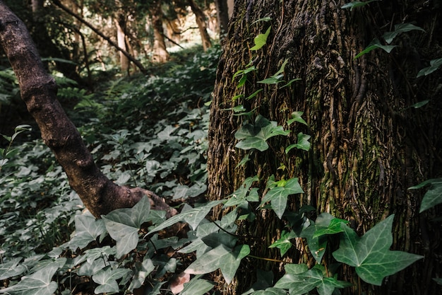 Green forest with leaves