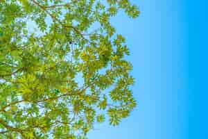 Free photo green forest with sunlight .