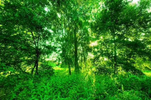 Free photo green forest