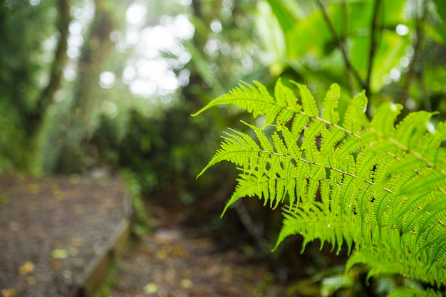 Free photo green fresh fern branch in rainforest