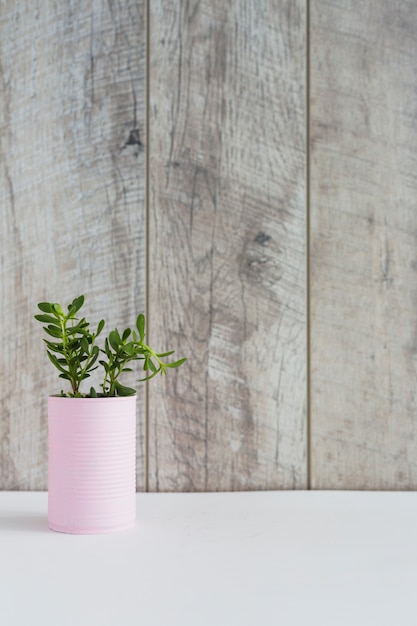 Free photo green fresh plants in the pink container on white desk against wooden plank