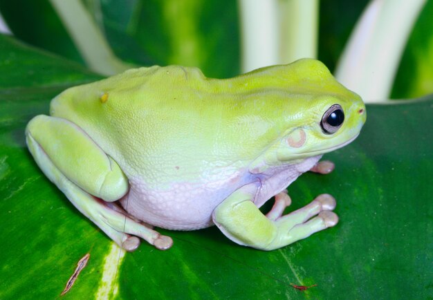 Green frog