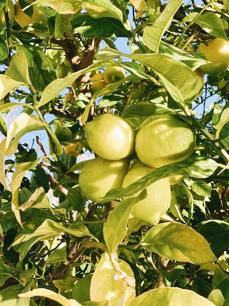 Green fruits on tree during daytime