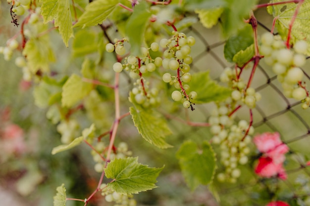 Green grapes on a grapevine