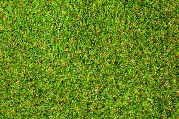 Free photo green grass background