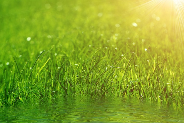 Green grass background