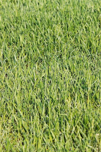 Free photo green grass closeup