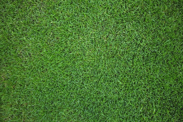 Free photo green grass field background