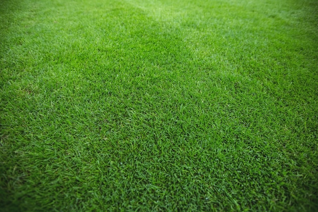 Green grass field background