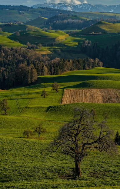 Green grass field and trees during daytime