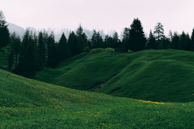 Free Photo green grass field and trees