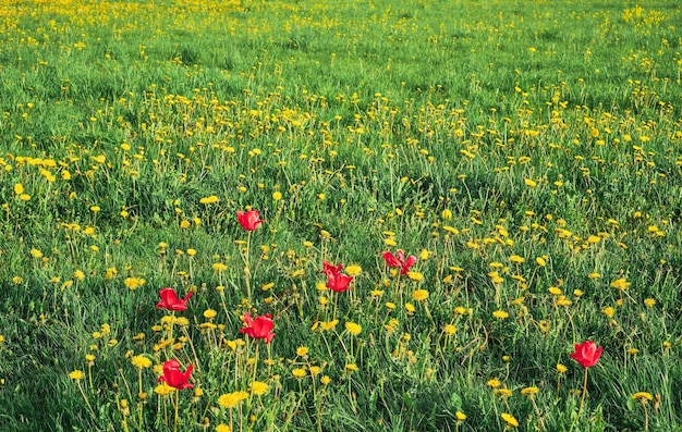 Green grass flowering wild field or farmland recreational fields Natural green landscape plants ecology and care for nature Idea of fresh wallpaper as background