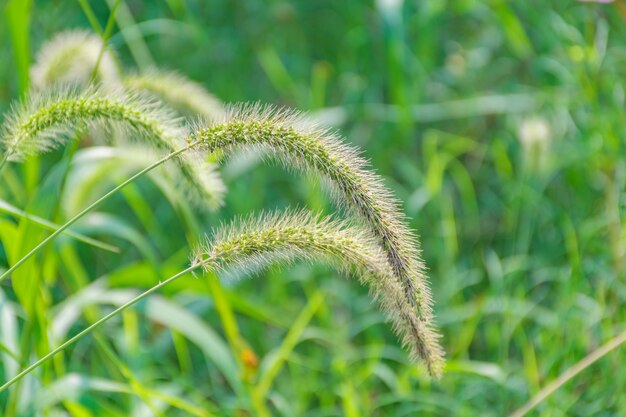 Green grass foreground 