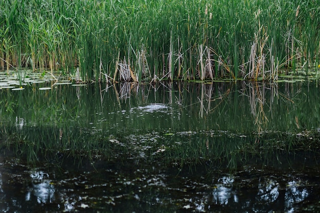 Green grass growing near the lake