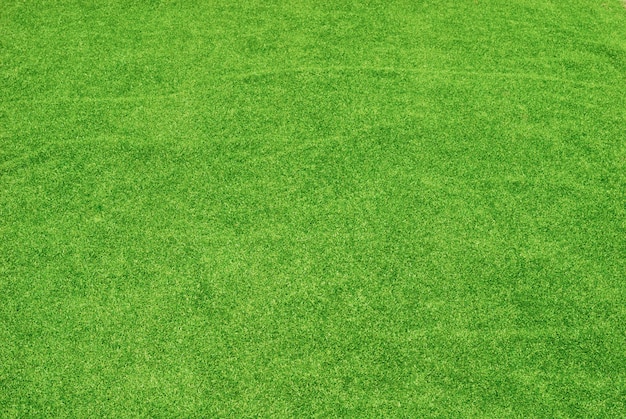 Free photo green grass texture