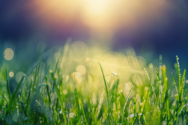 Green grass with dew