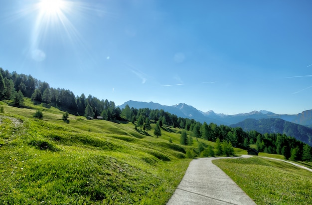 Free photo green grasses