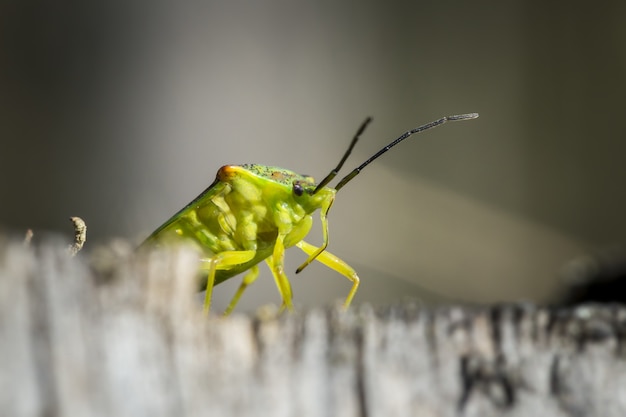 Free photo green grasshopper on gray surface