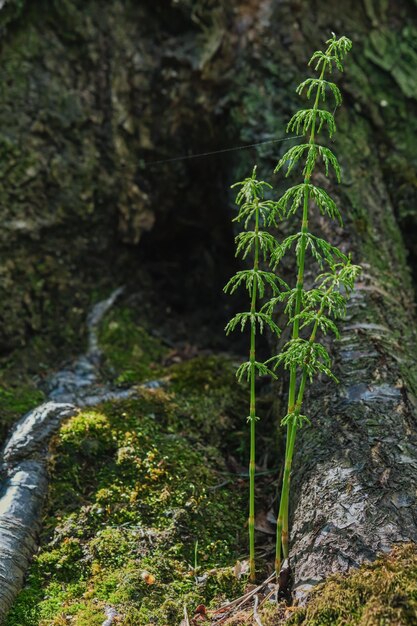 Green horsetail in the spring forest selective soft focus on the young shoot of the plant Northern forest undergrowth care for nature and environmental ecology Background or banner idea