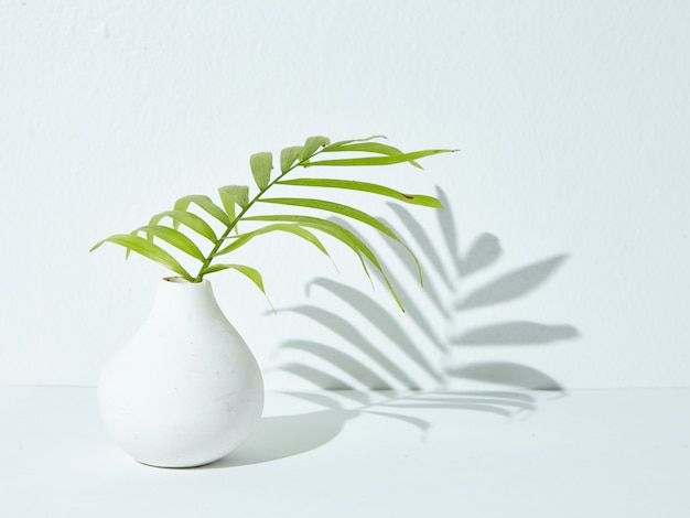 Green houseplant in a white ceramic vase with its shadow falling on a white surface