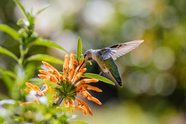 Free photo green humming bird flying over orange flowers during daytime