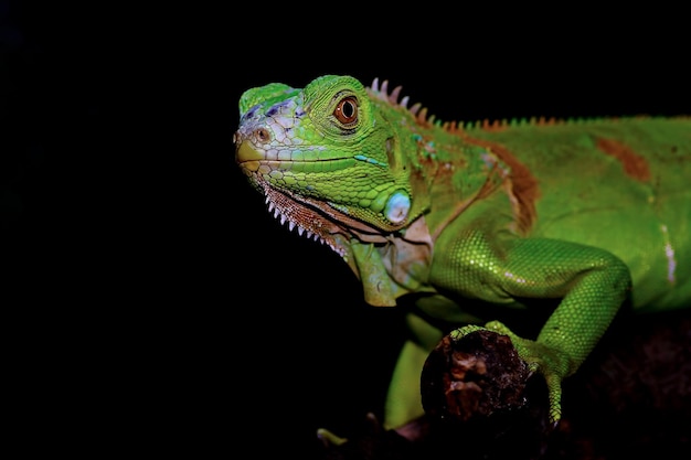 Green Iguana closeup on branch animal closeup