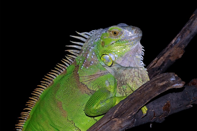 Free Photo green iguana closeup from side view animal closeup