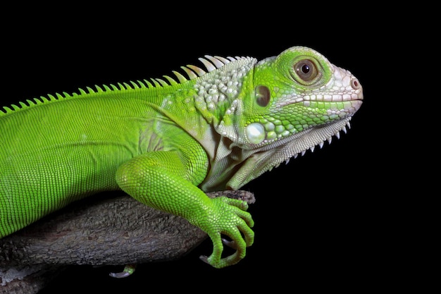 Free Photo green iguana closeup from side view animal closeup