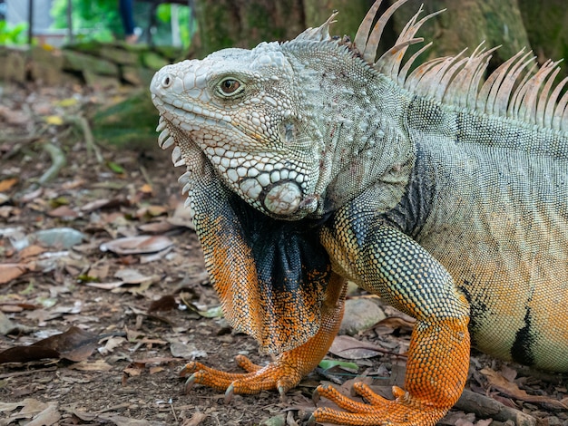 Free photo green iguana staring on the dry ground