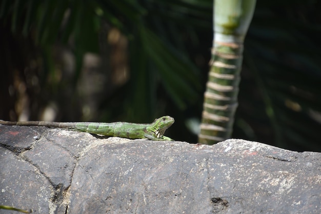 Free photo green iguana with spikes down his back