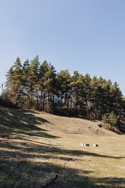 Green lawn near pine forest