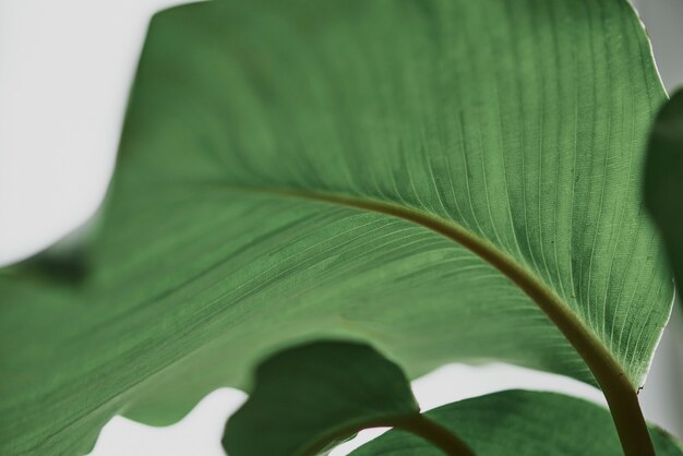 Green leaf background close up