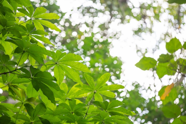 Free photo green leaf background in the forest.