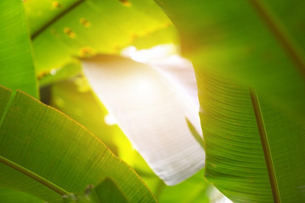 Free Photo green leaf background in the forest.