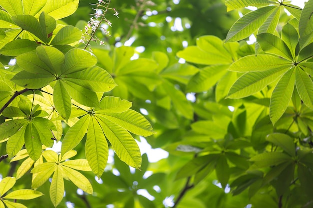 Green leaf background in the forest.