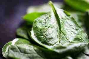 Free photo green leaf close up on a dark table