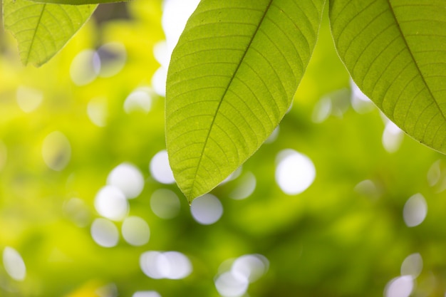 Free Photo green leaf in the forest.