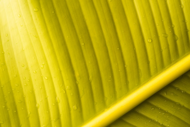 Free photo green leaf of fresh banana fruit