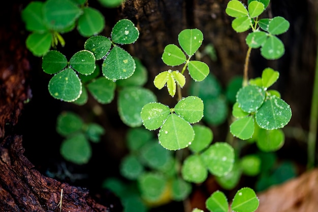 Green leaf in nature