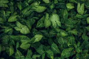 Free photo green leaf texture leaf texture background