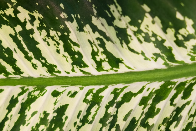 green Leaf texture