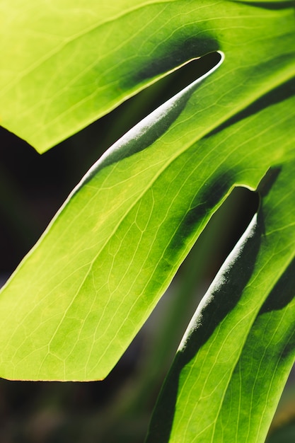 Green leaf texture