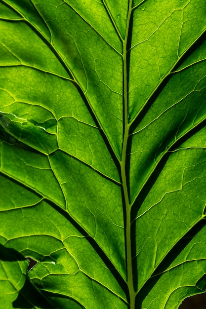 Free photo green leaf texture