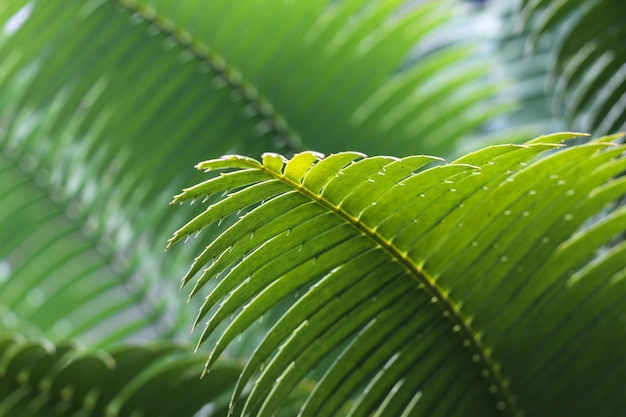 Green leaf of a tropical plant