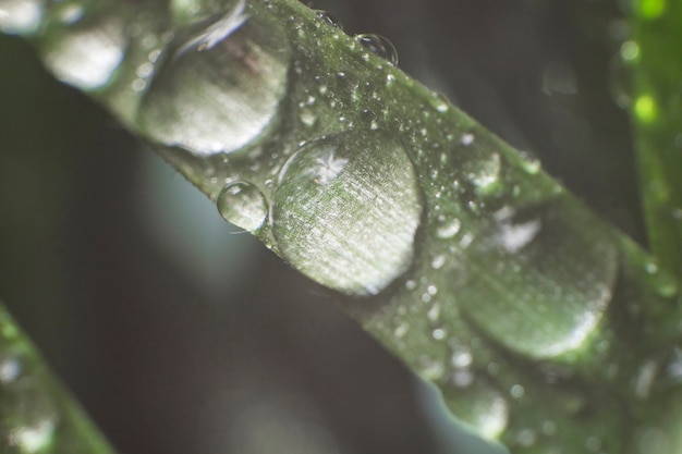 Free Photo green leaf with droplets close-up